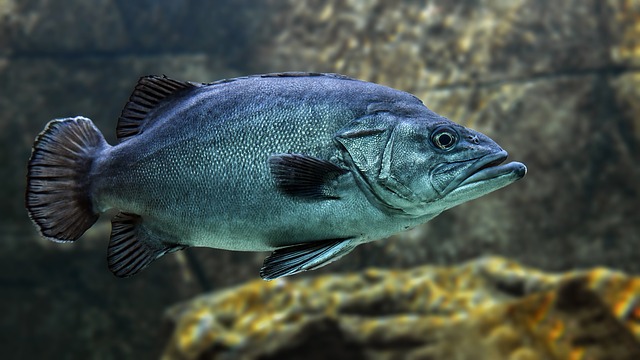 Ryby žijúce v toku z čistiarne odpadových vôd majú zmenené správanie