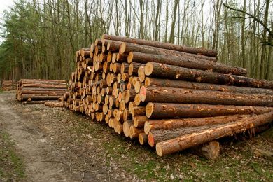 Biomasaker môžeme zastaviť, slovenské lesy dostali šancu, tvrdí Budaj