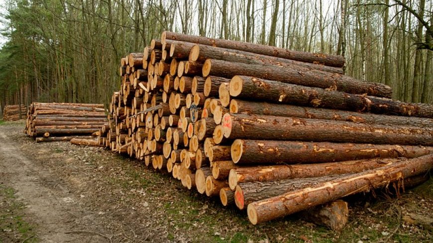 Biomasaker môžeme zastaviť, slovenské lesy dostali šancu, tvrdí Budaj